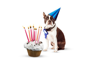 Webnode dog having a birthday